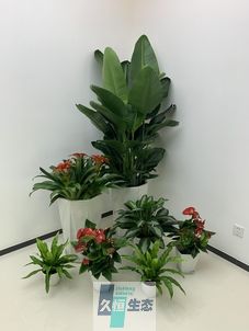 宁海办公室花卉绿植租摆简约组合